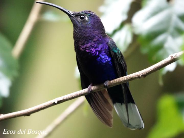 Campylopterus hemileucurus (Alas de sable violáceo)