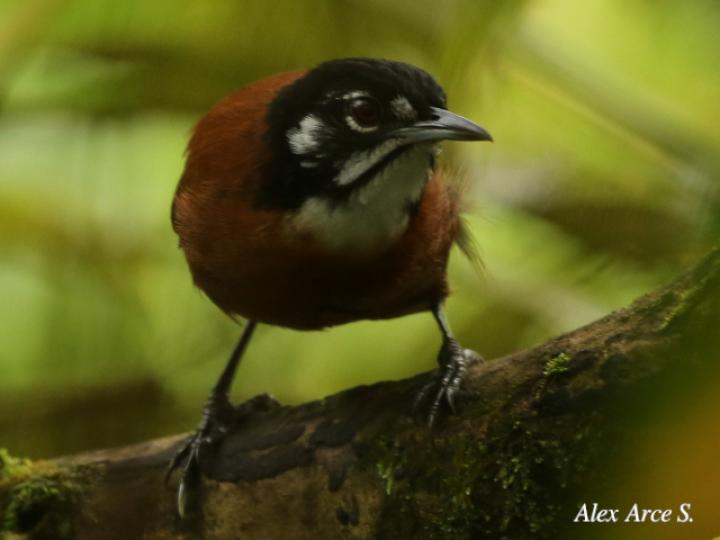 Cantorchilus nigricapillus (Soterrey castaño)