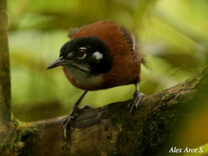 Cantorchilus nigricapillus (Soterrey castaño)