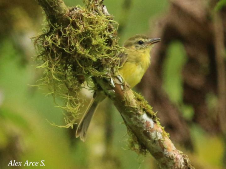 Capsiempis flaveola (Mosquerito amarillo)