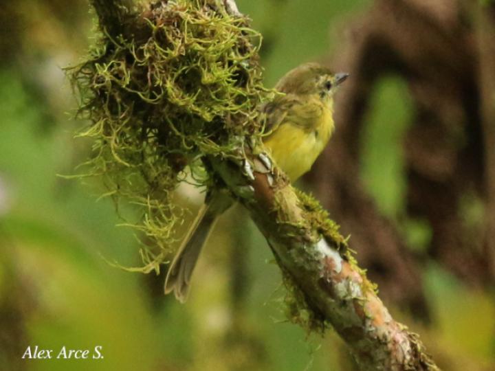 Capsiempis flaveola (Mosquerito amarillo)