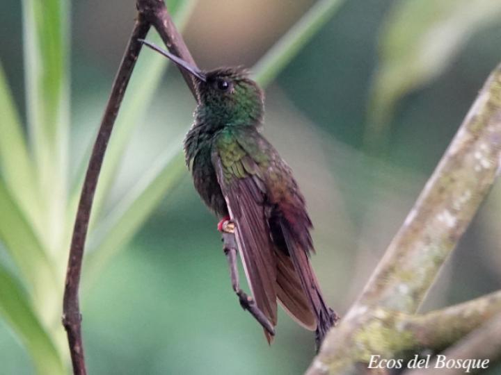 Chalybura urochrysia (Colibrí patirrojo)