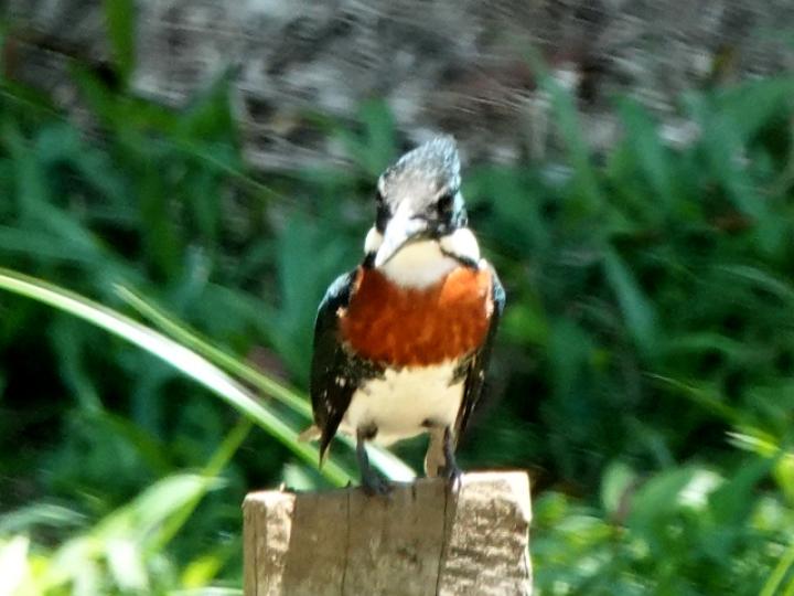 Chloroceryle americana (Martín pescador verde)