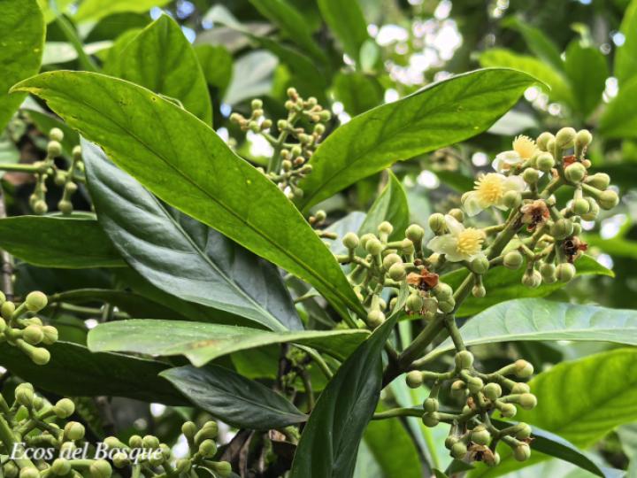 Chrysochlamys nicaraguensis