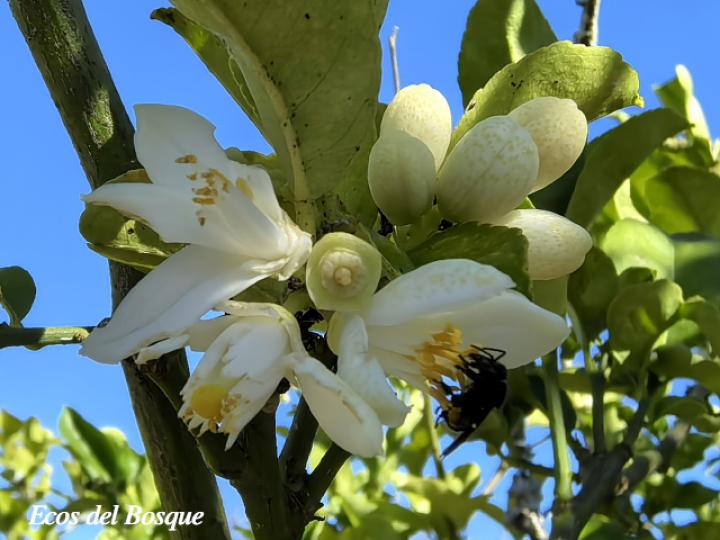 Citrus x limetta (Limón dulce)