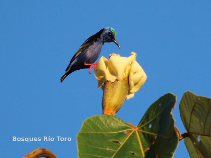 Cyanerpoes cyaneus visitando Ochroma pyramidale