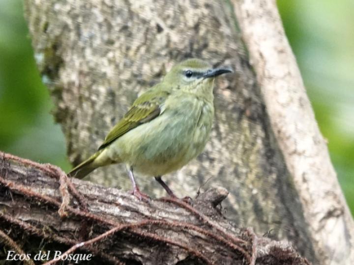 Cyanerpes cyaneus (Mielero patirrojo)