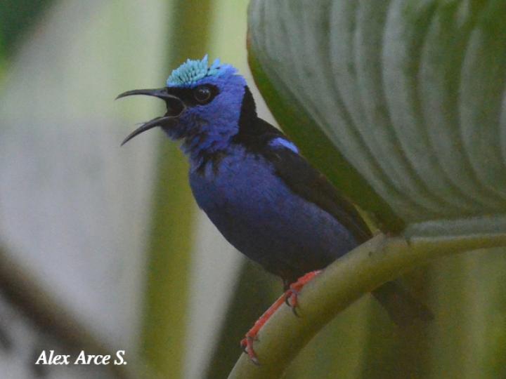 Cyanerpes cyaneus (Mielero patirrojo)
