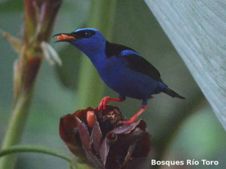 Cyanerpes cyaneus (Mielero patirrojo)