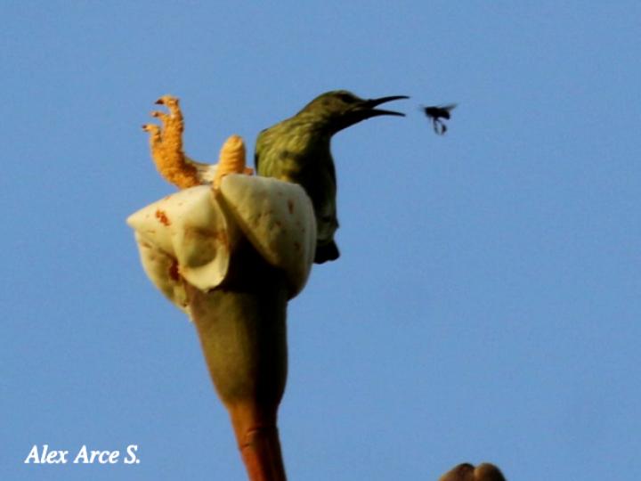 Cyanerpes cyaneus (Mielero patirrojo)
