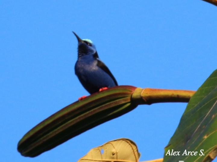 Cyanerpes cyaneus (Mielero patirrojo)