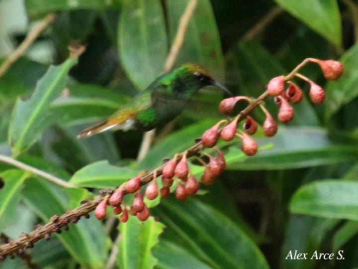 Elvira cupriceps en Sarcopera sessiliflora