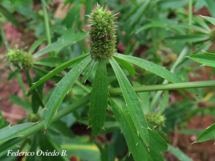 Eryngium foetidum (Culantro coyote)