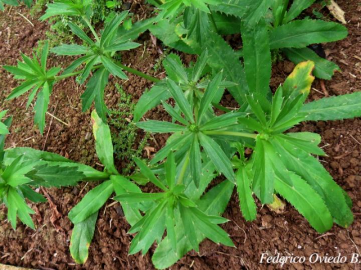 Eryngium foetidum (Culantro coyote)