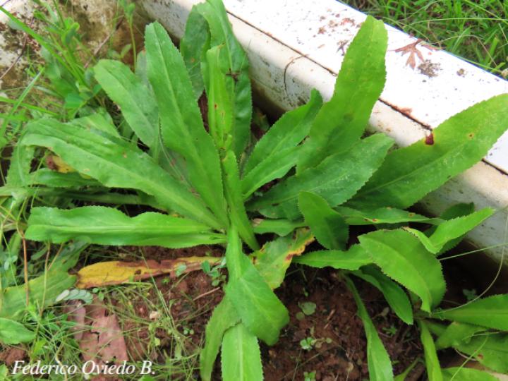 Eryngium foetidum (Culantro coyote)