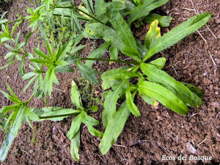 Eryngium foetidum (Culantro coyote)