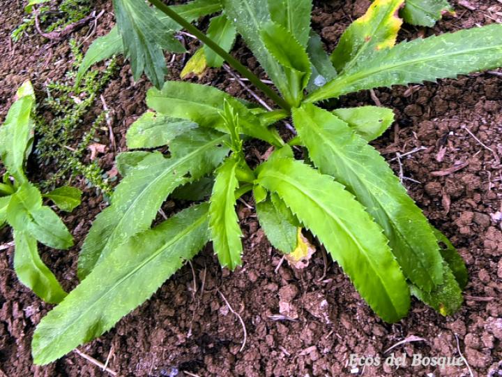 Eryngium foetidum (Culantro coyote)