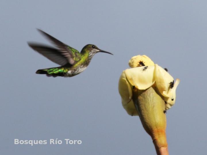 Florisuga mellivora visitando Ochroma pyramidale
