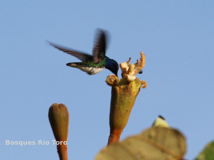 Florisuga mellivora visitando Ochroma pyramidale