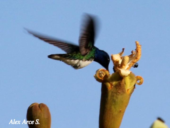 Florisuga mellivora (Jacobino nuquiblanco)