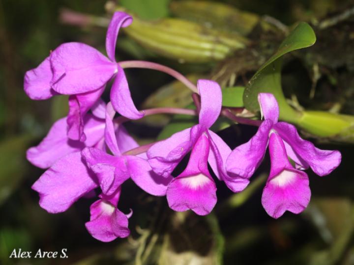 Guarianthe skinerii (Guaria morada, Candelaria)
