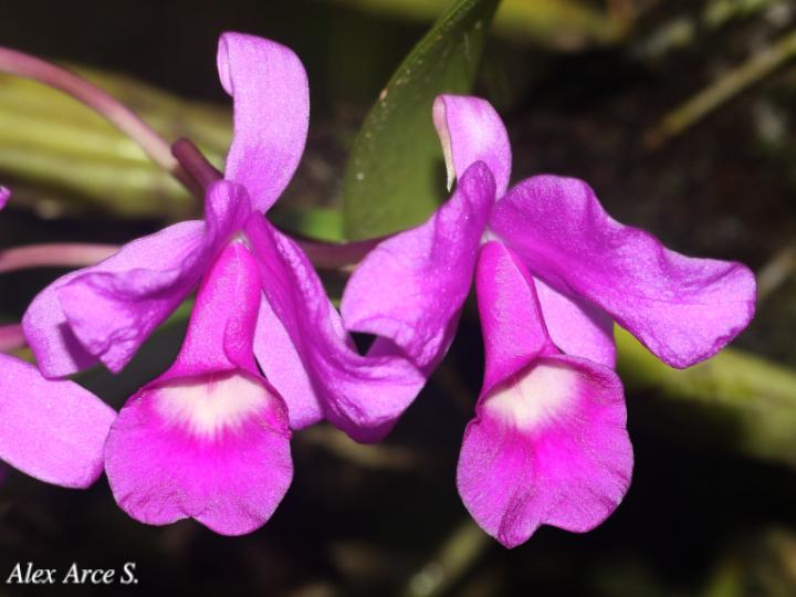 Guarianthe skinerii (Guaria morada, Candelaria)
