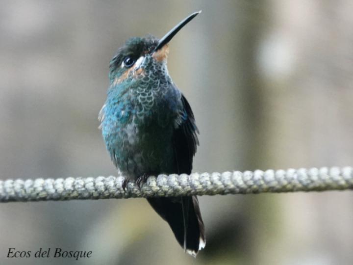 Heliodoxa jacula (Colibrí brillante frentiverde)