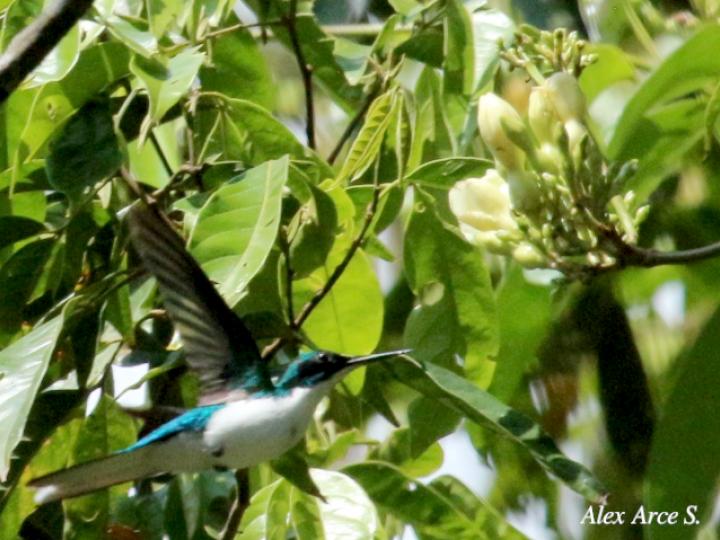 Heliothryx barroti (Colibrí picopunzón)