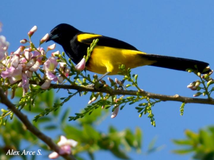 Icterus prosthemelas (Bolsero capuchinegro)