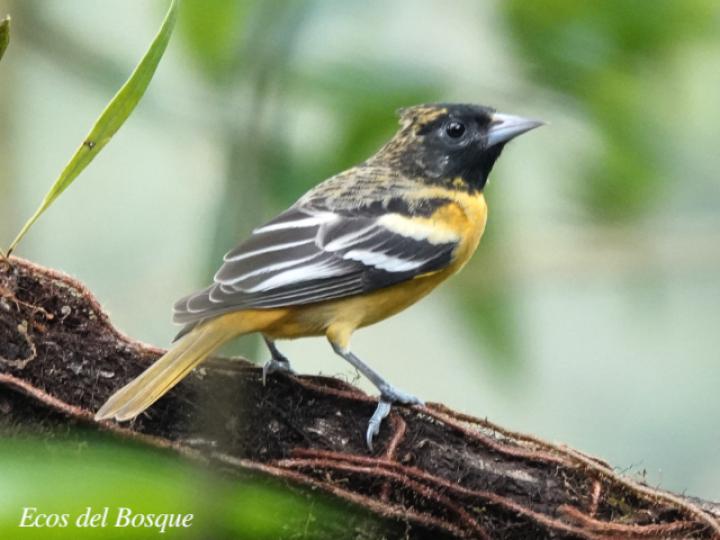 Icterus galbula (Cacique veranero)