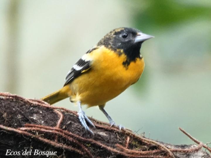 Icterus galbula (Cacique veranero)