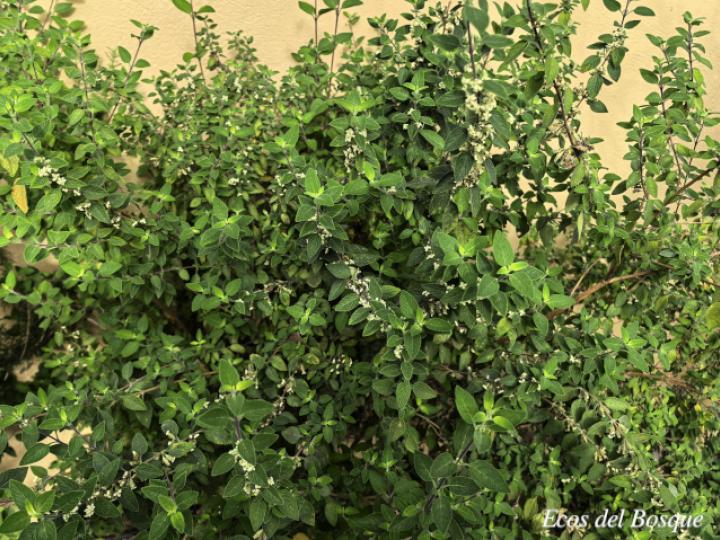Lippia graveolens
