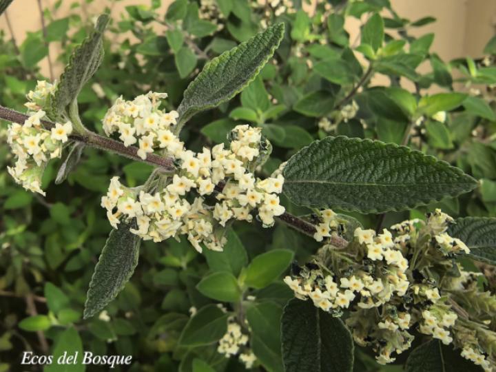 Lippia graveolens 