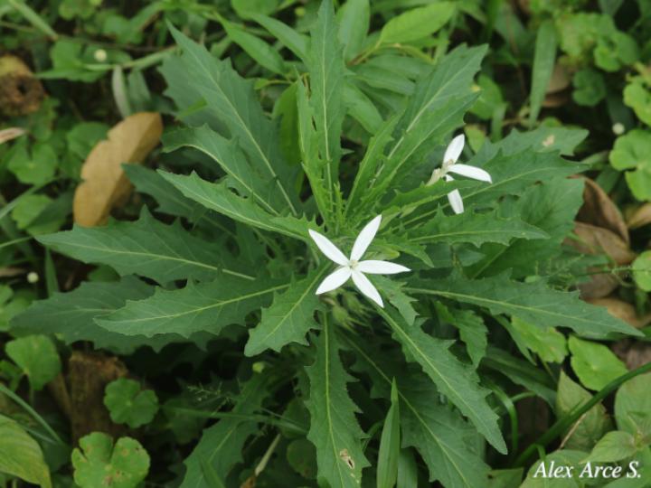 Lobelia longiflora (Estrella, Jazmincillo)