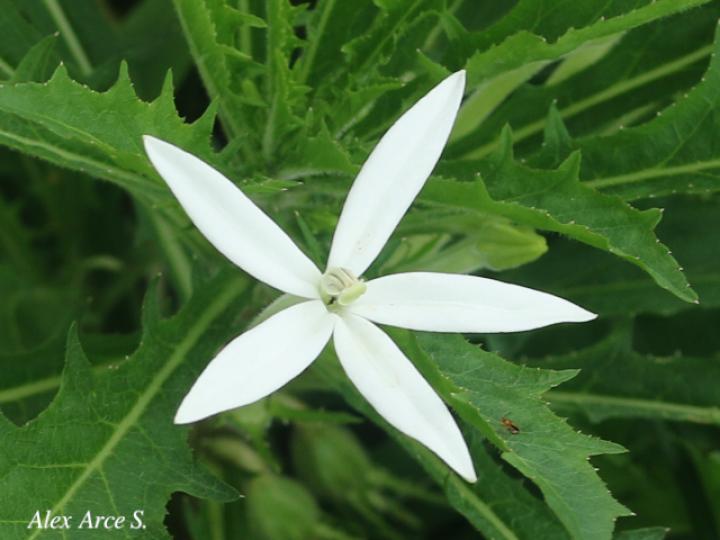 Lobelia longiflora (Estrella, Jazmincillo)