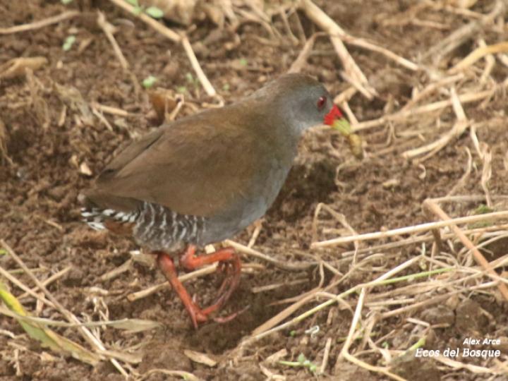 Neocrex erythrops (Polluela Piquirroja)