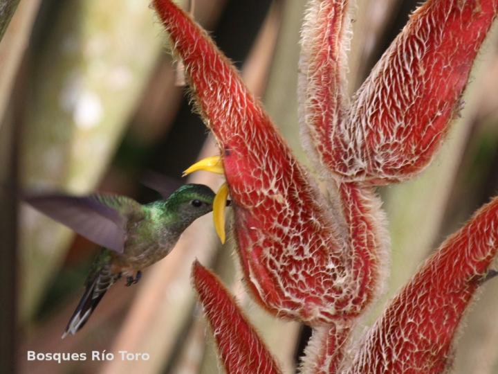 Heliconia vellerigera visitada por colibrí pechiescamado