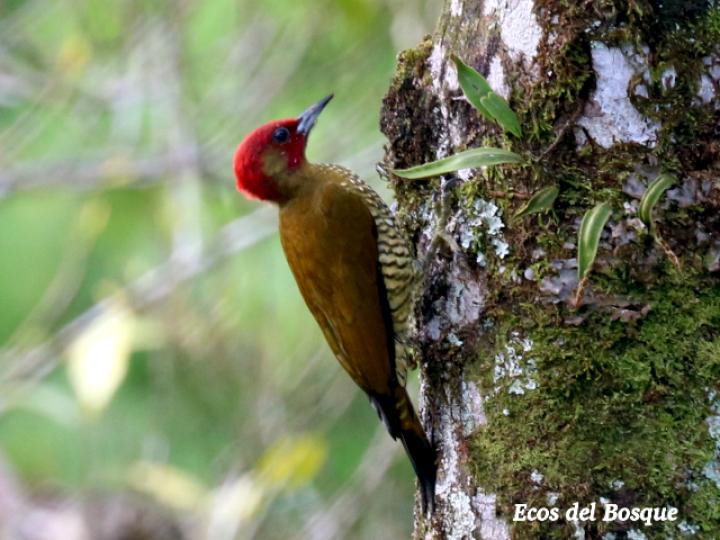 Piculus simplex (Carpintero alirrufo)