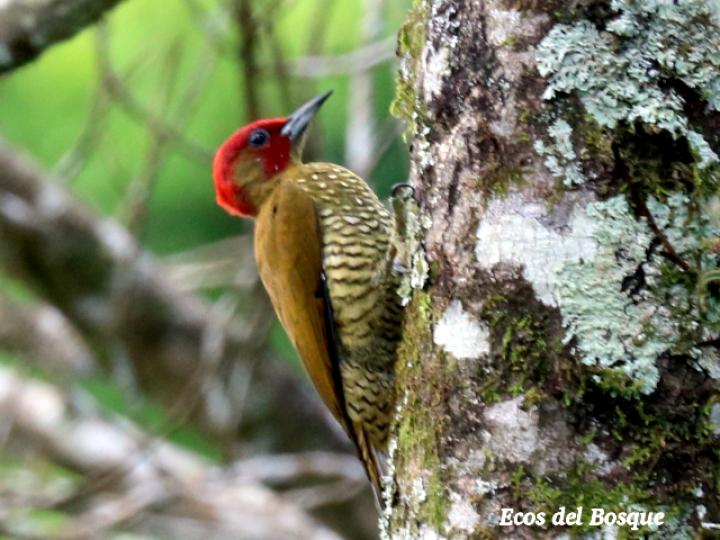 Piculus simplex (Carpintero alirrufo)