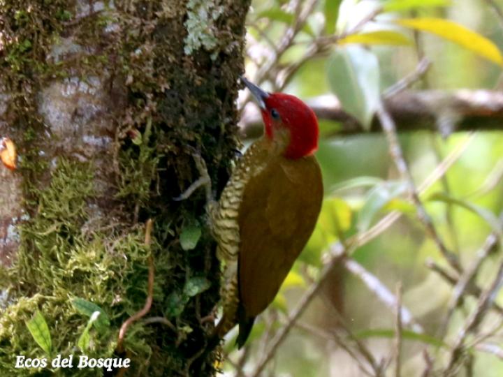 Piculus simplex (Carpintero alirrufo)