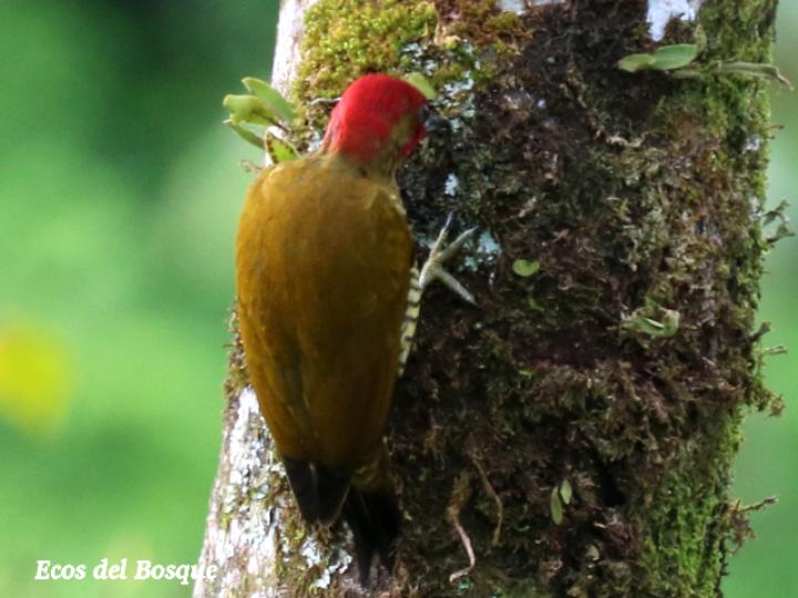 Piculus simplex (Carpintero alirrufo)