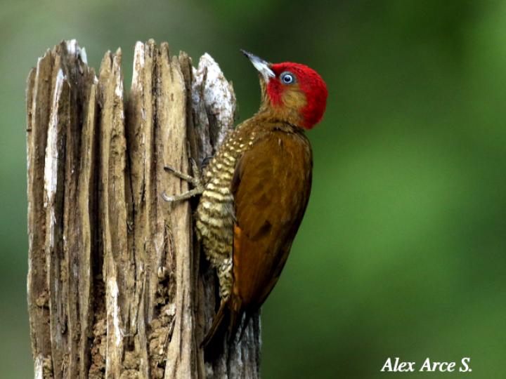 Piculus simplex (Carpintero alirrufo)