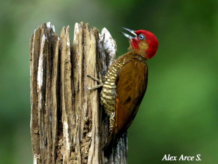 Piculus simplex (Carpintero alirrufo)
