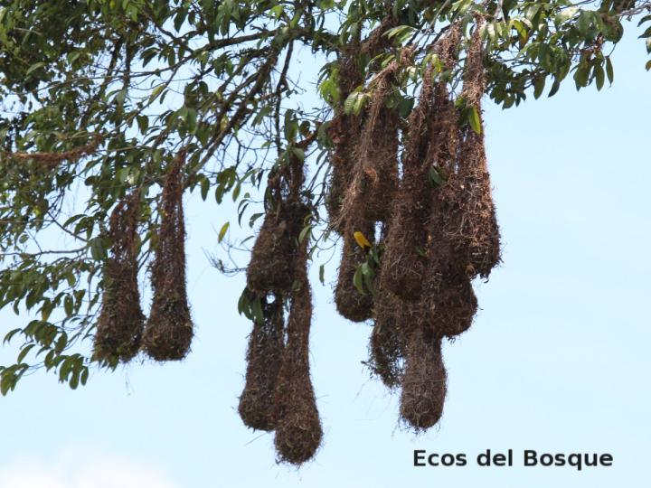 Psarocolius montezuma (Oropéndola)