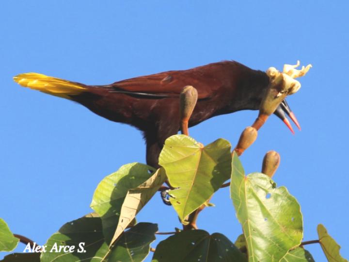 Psarocolius montezuma (Oropéndola)
