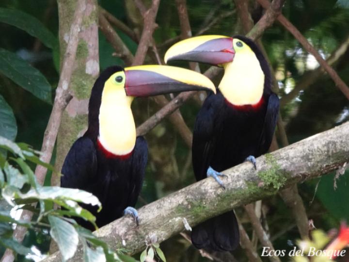 Ramphastos ambiguus