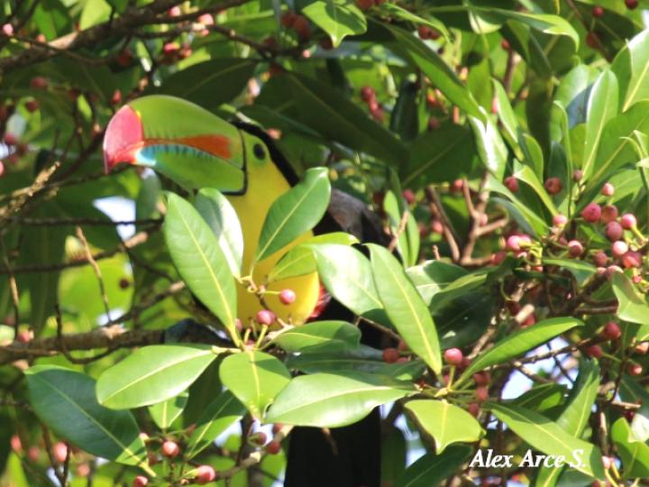 Ramphastos sulfuratus (Tucán pico iris)