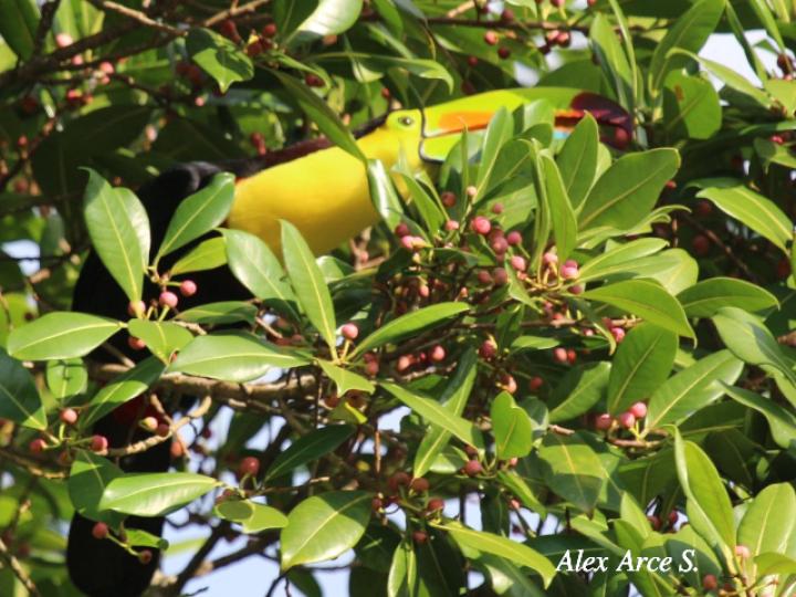 Ramphastos sulfuratus (Tucán pico iris)