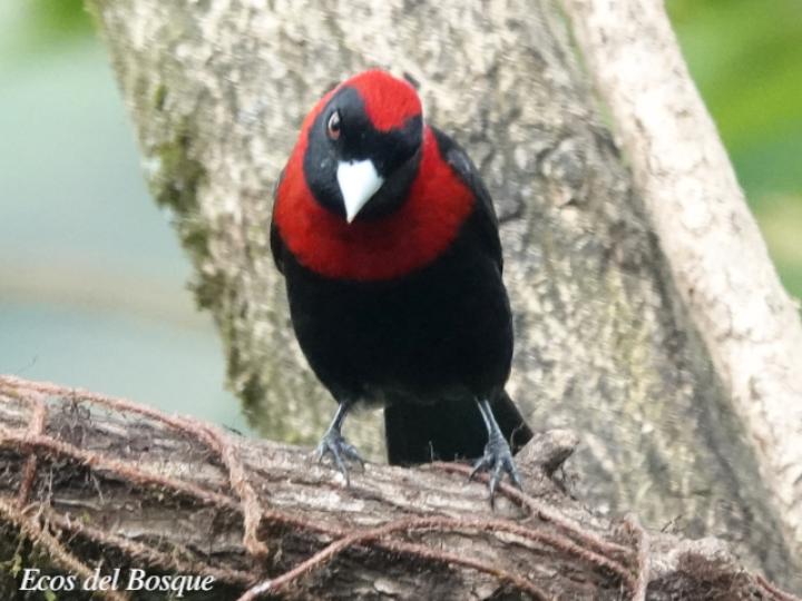 Ramphocelus sanguinolentus