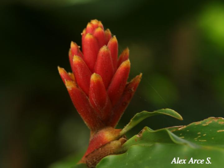 Renealmia cernua (Gengibre de montaña, canela)